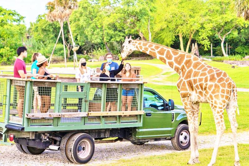 Ingresso Busch Gardens Safari