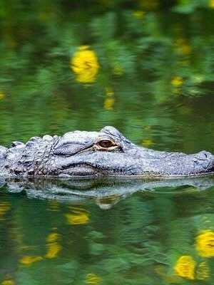 Parque Everglades Orlando